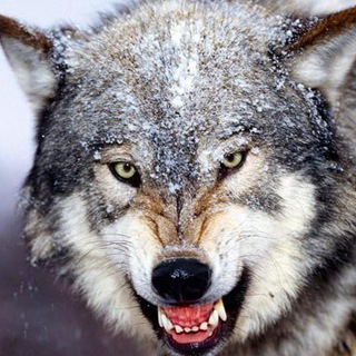 愚民小鎮 🥳 保衛香港！ @werewolfbot (入群請先看規定)